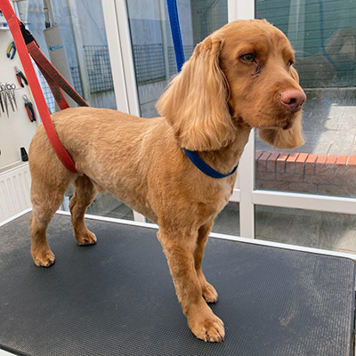 dog-grooming-bridgnorth